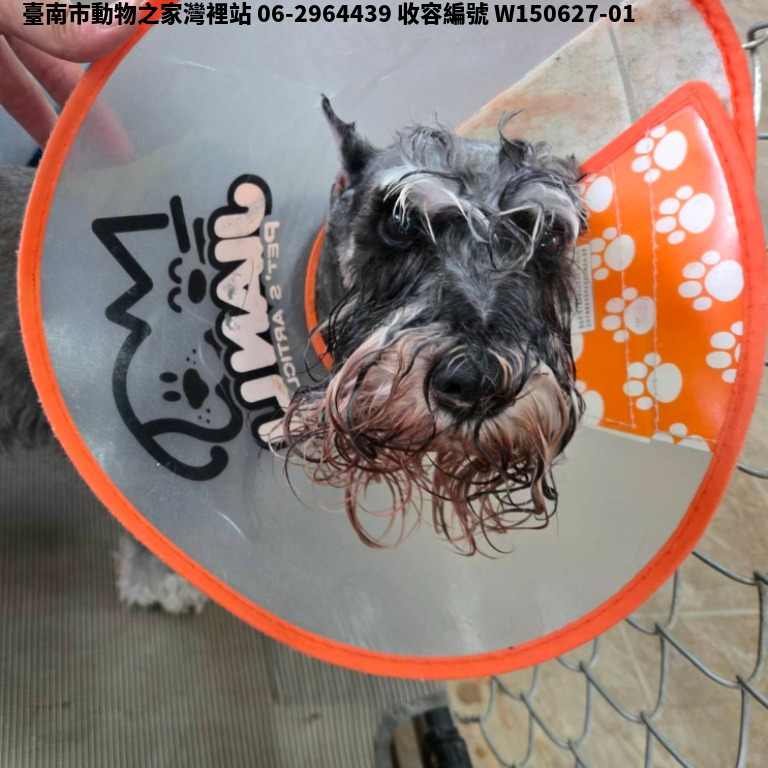 領養小型灰色母犬