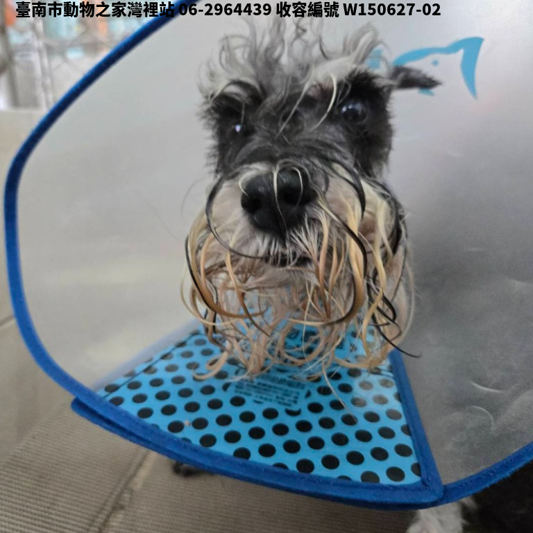 領養中型灰色母犬