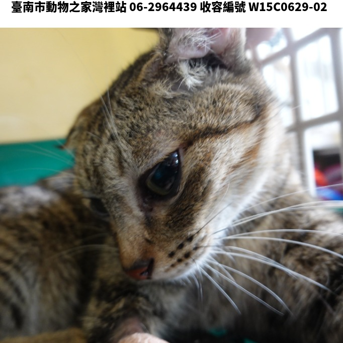 領養中型黑色母貓