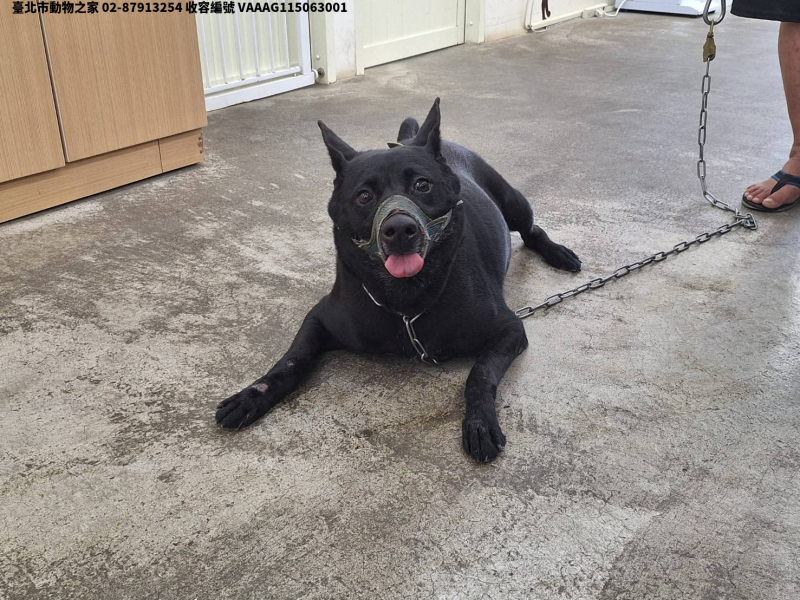 領養中型黑色公犬