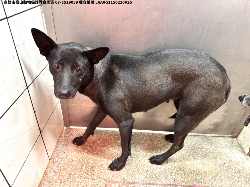 領養中型黑色母犬