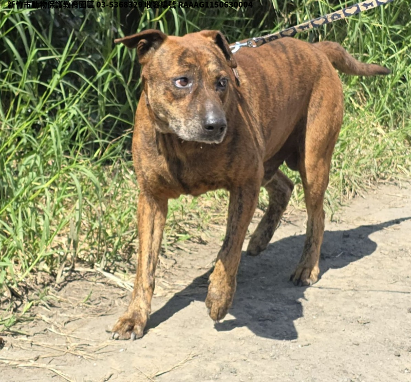 領養中型虎斑色公犬