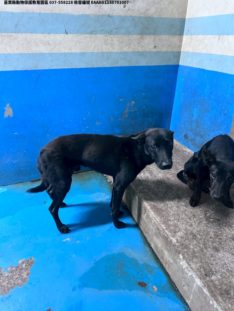 領養大型黑色母犬