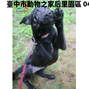 領養中型黑色母犬