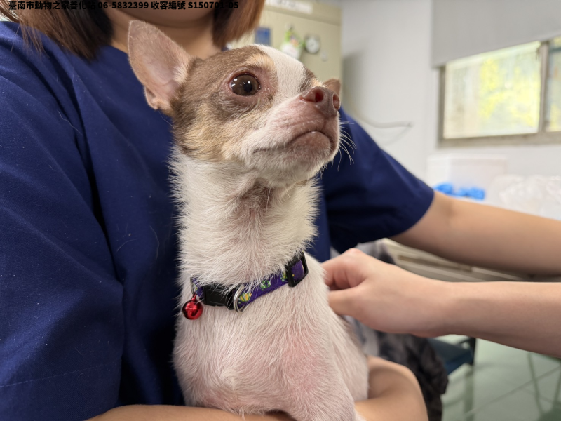 領養小型棕白色公犬