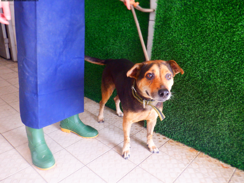 領養中型黑黃色公犬