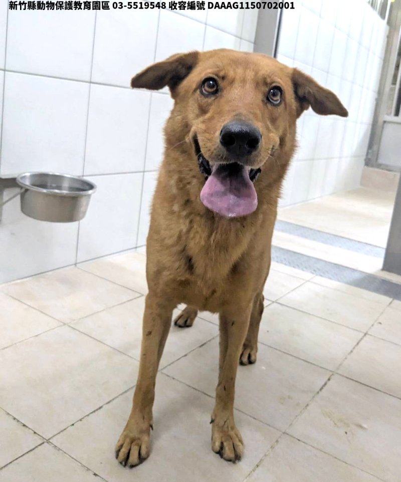 領養中型黃色母犬