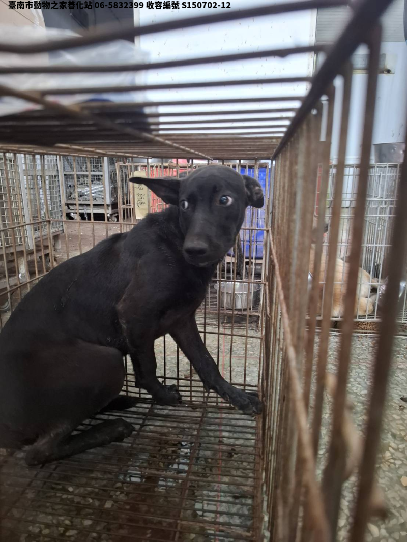 領養中型黑色公犬
