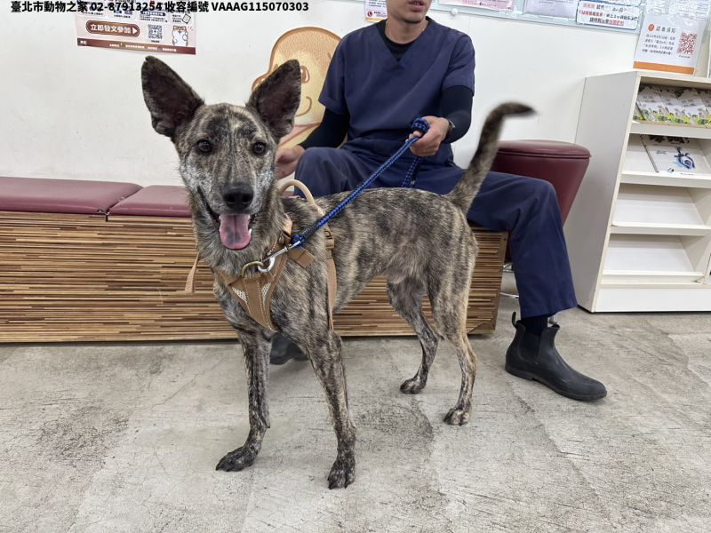 領養中型虎斑色公犬
