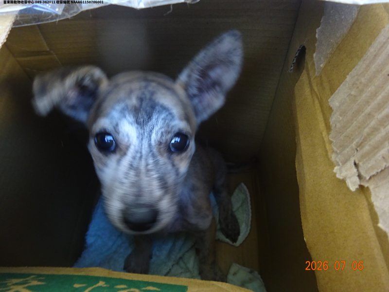 領養小型黑色母犬