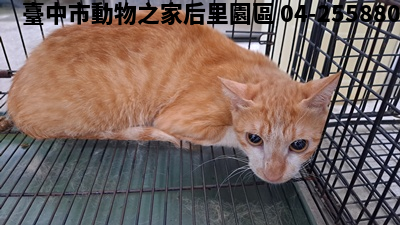 領養小型黃白色公貓