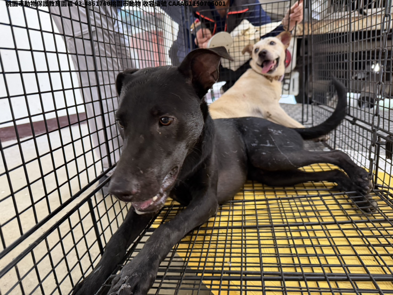 領養中型黑色母犬