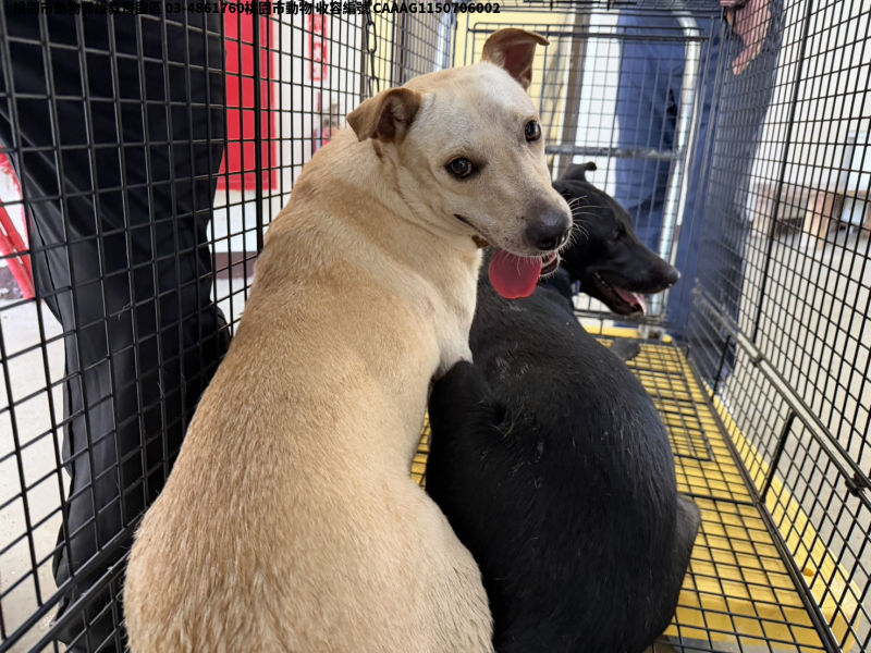 領養中型白色母犬