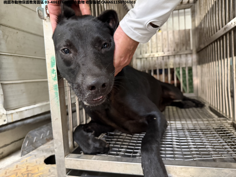 領養中型黑色母犬