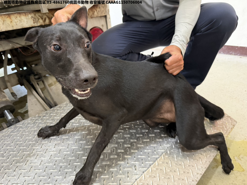 領養中型黑色母犬