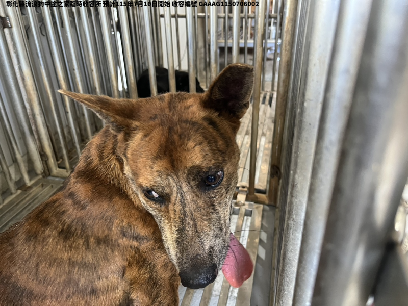 領養中型虎斑色公犬