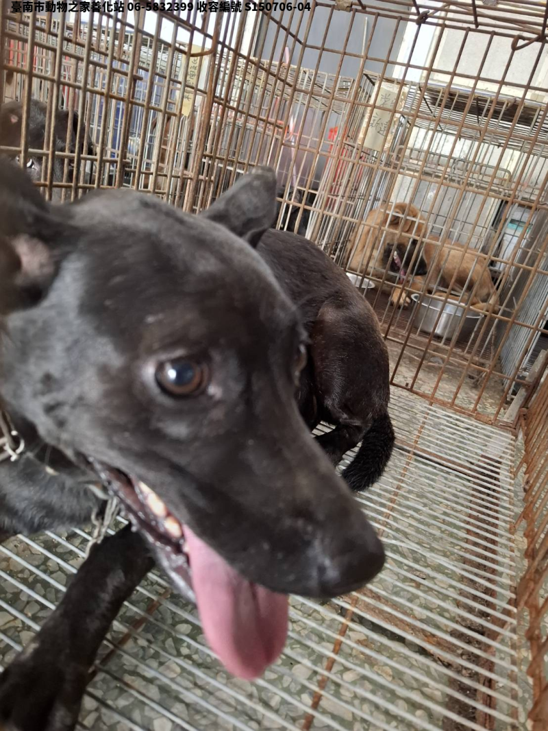 領養大型黑色母犬