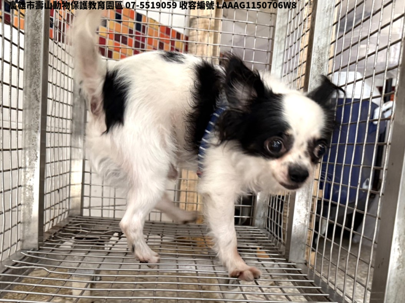 領養小型花色公犬