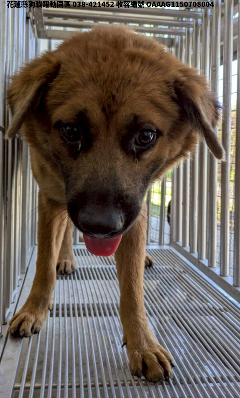 領養中型咖啡色公犬