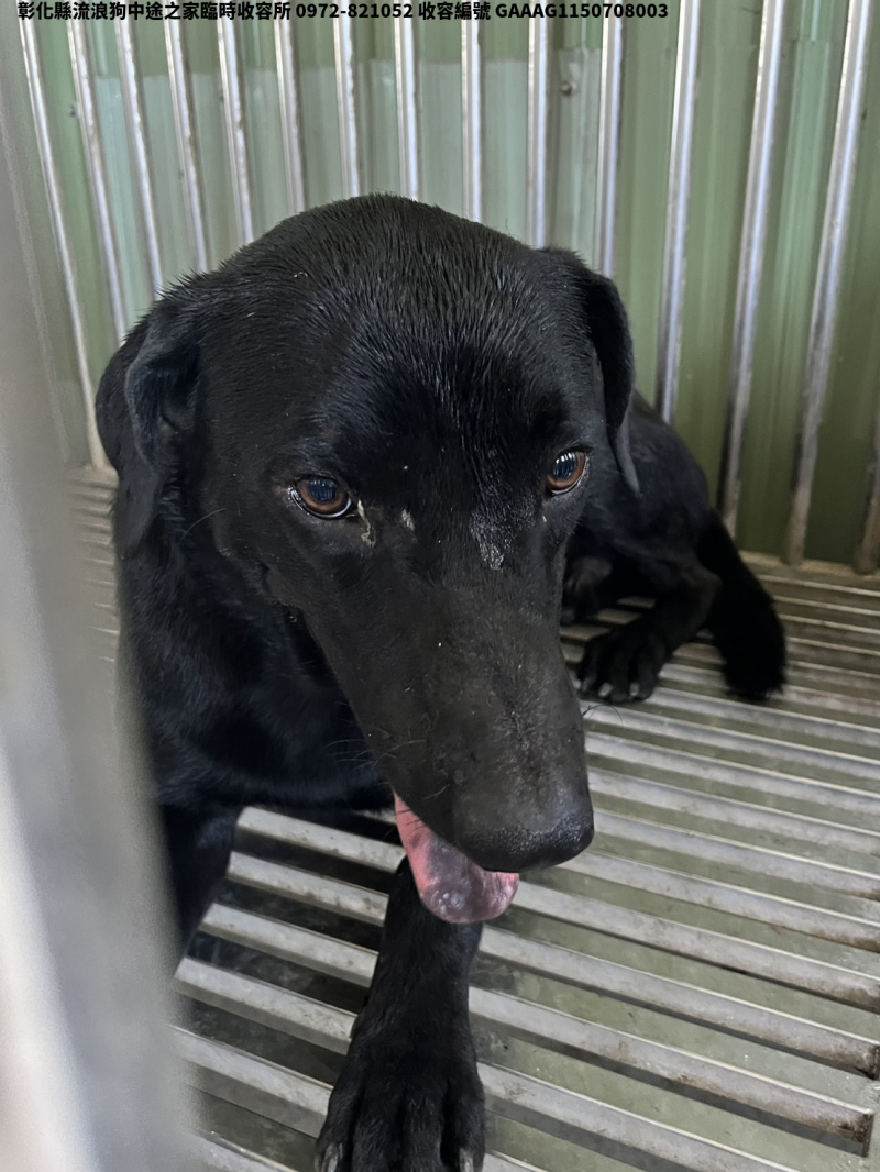 領養中型黑色公犬