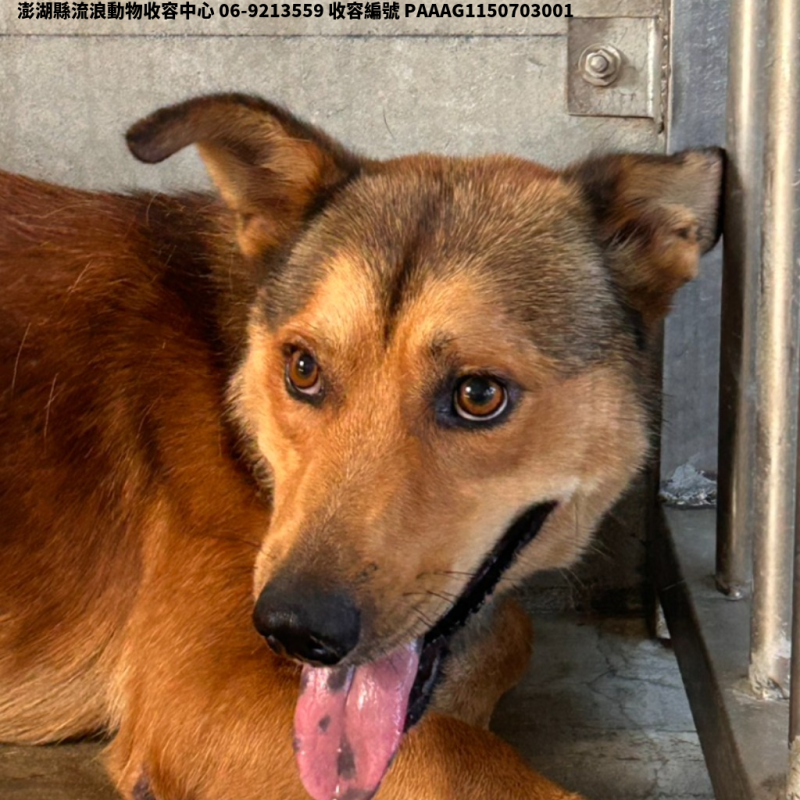領養大型黃色公犬