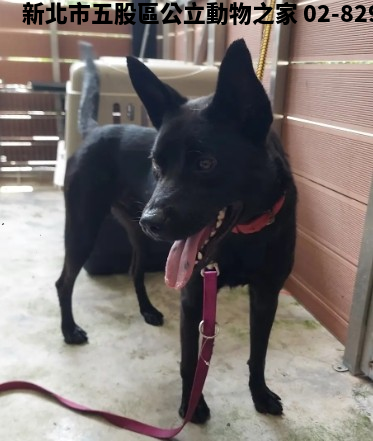 領養中型黑色公犬
