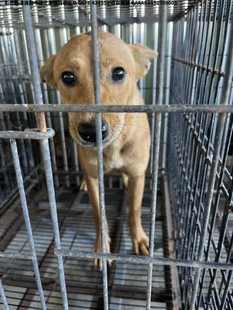 領養中型黃色母犬