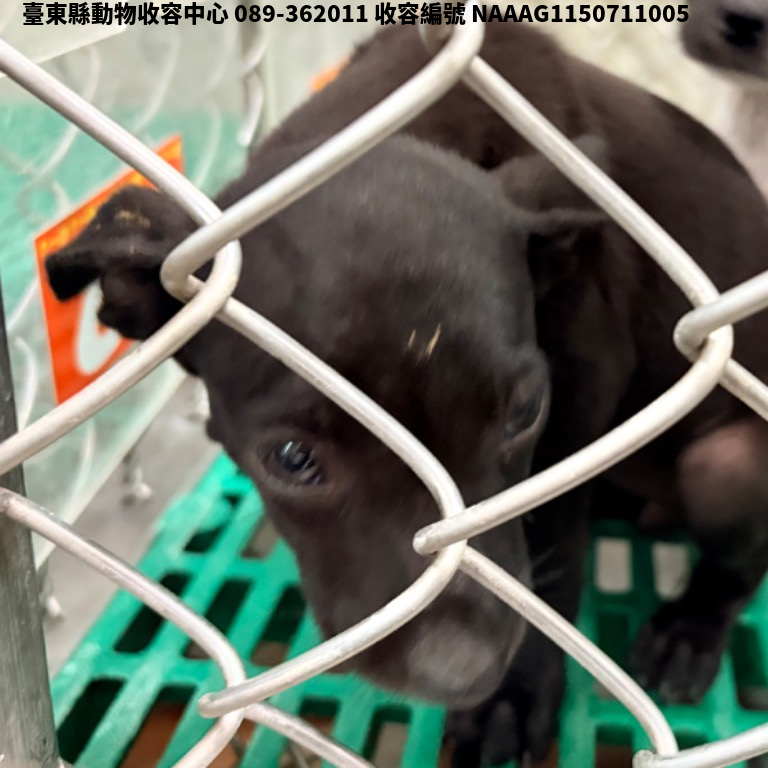 領養小型黑色母犬