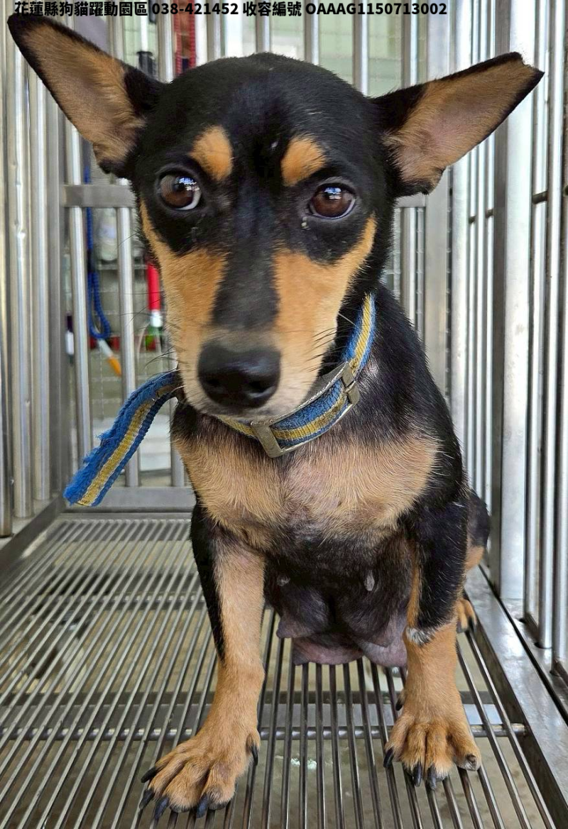 領養中型黑棕色母犬