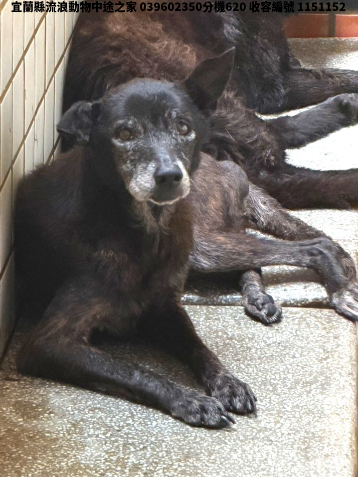 領養大型虎斑色母犬