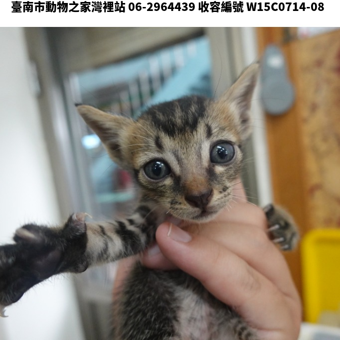 領養小型虎斑色母貓