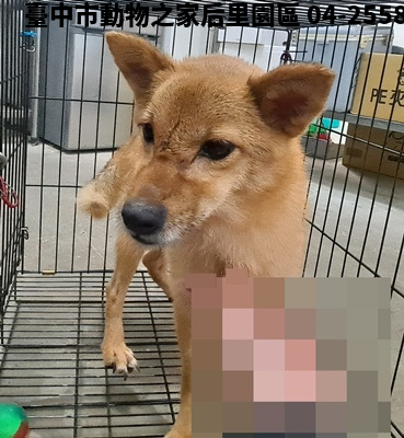 領養大型棕色母犬