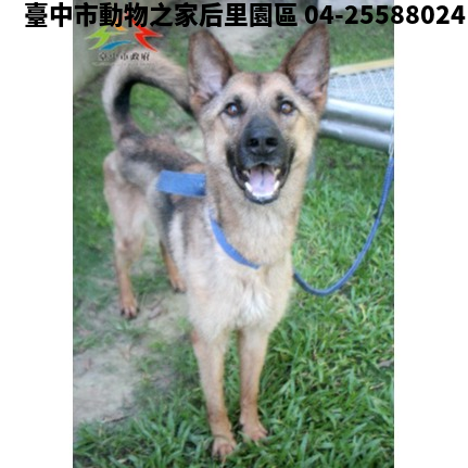 領養大型黑棕色母犬