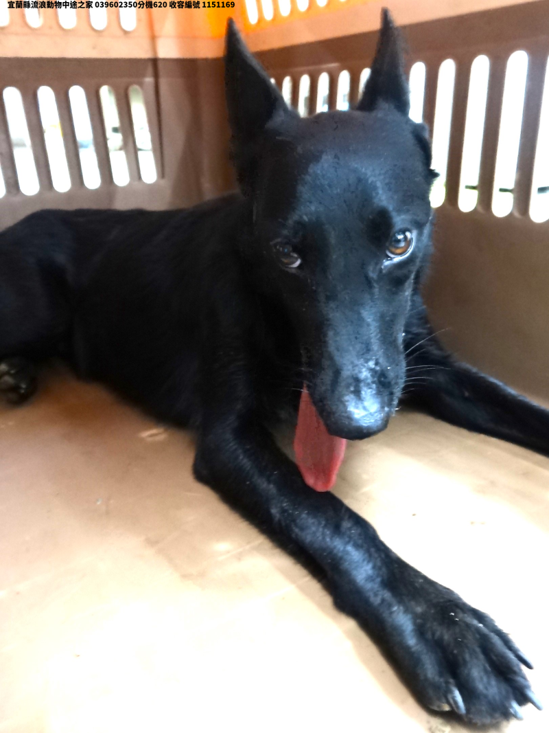 領養大型黑色母犬