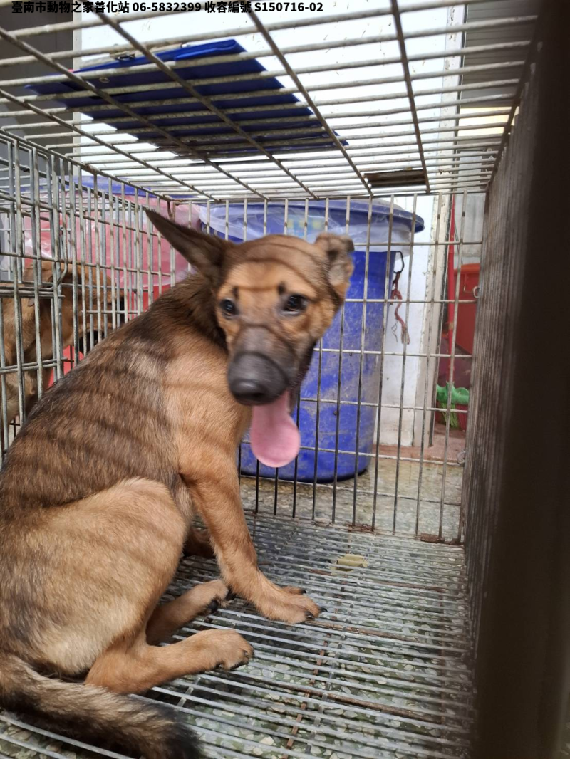 領養中型黃色母犬