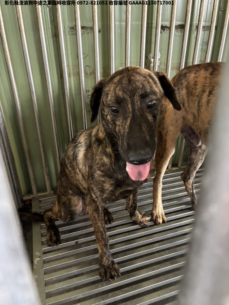 領養中型黑色公犬