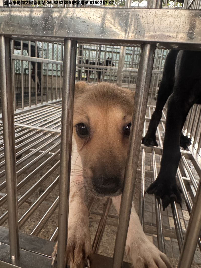 領養小型花色母犬