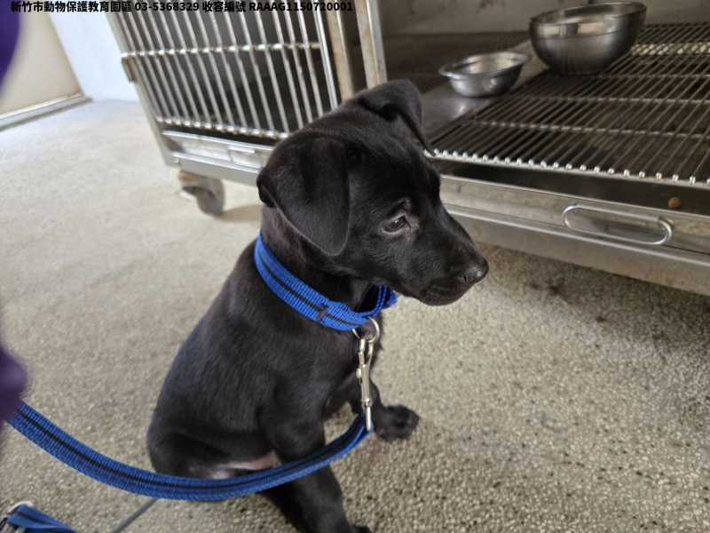 領養小型黑色母犬