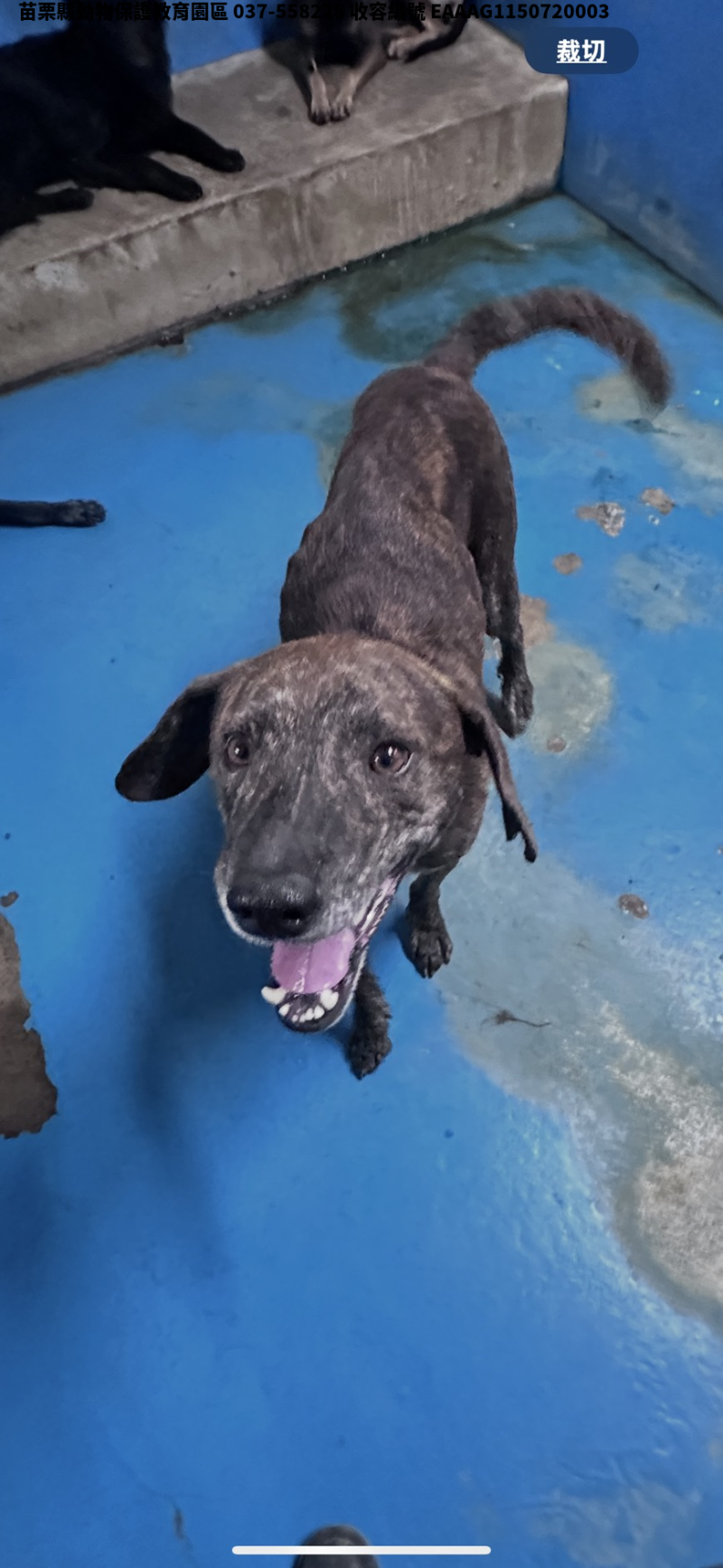 領養大型虎斑色公犬