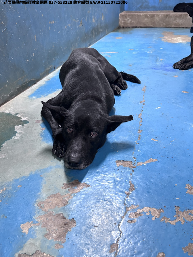 領養大型黑色公犬