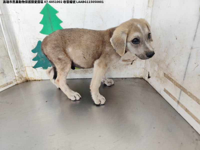 領養小型黃色公犬