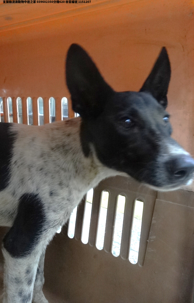 領養大型黑白色公犬