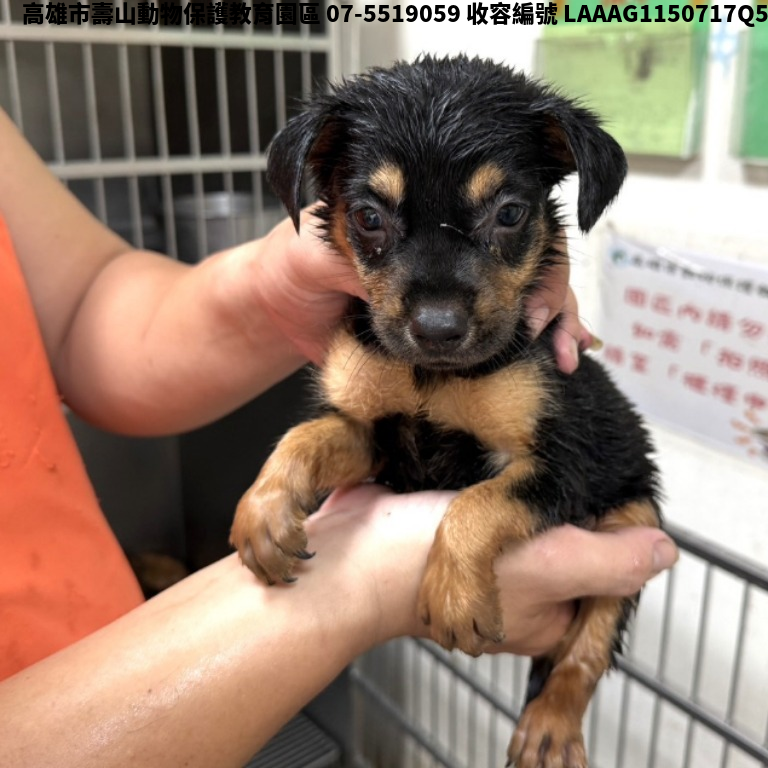 領養小型黑色母犬