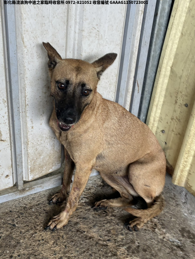 領養中型黃色母犬