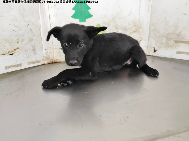 領養小型黑色母犬