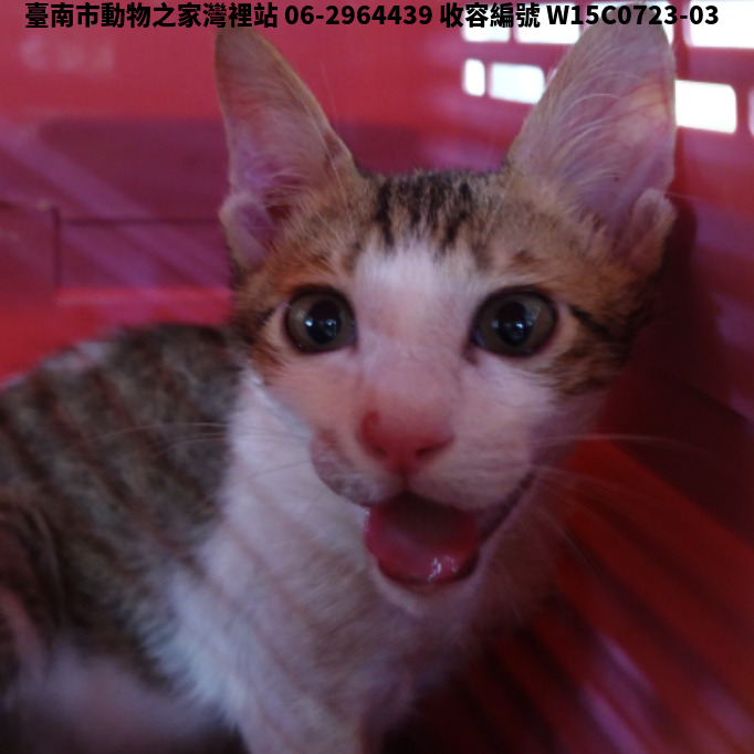 領養中型虎斑白色公貓