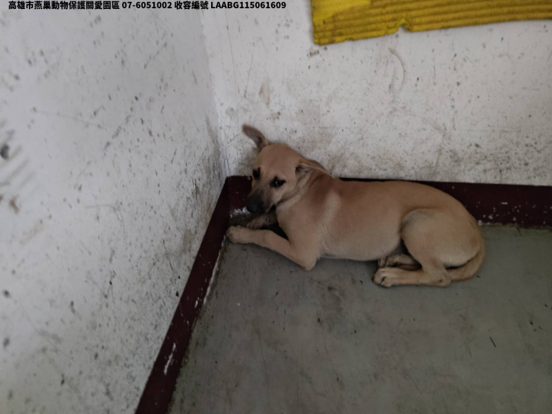 領養小型黃色母犬