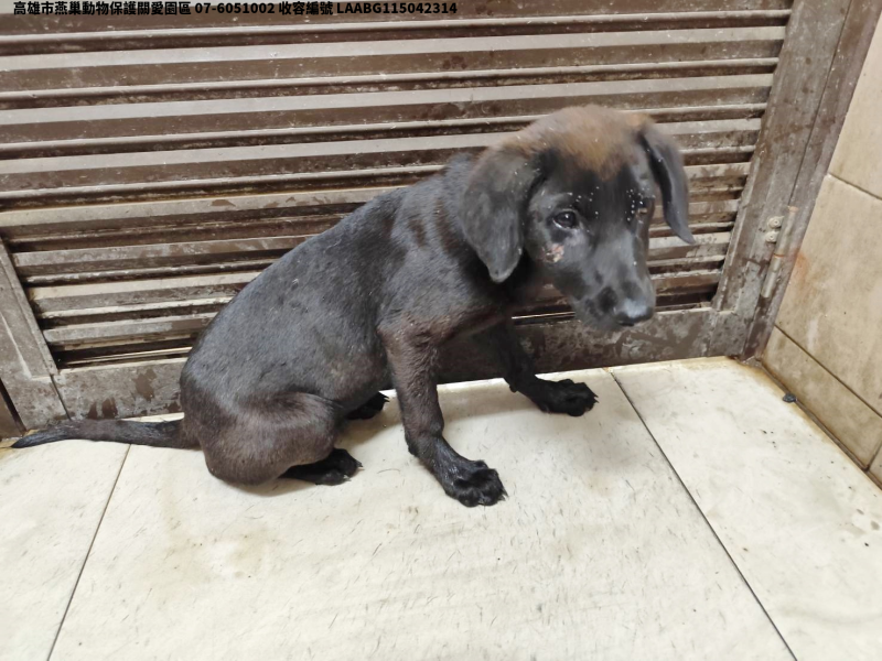 領養小型黑色公犬