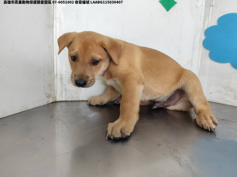 領養小型黃色公犬