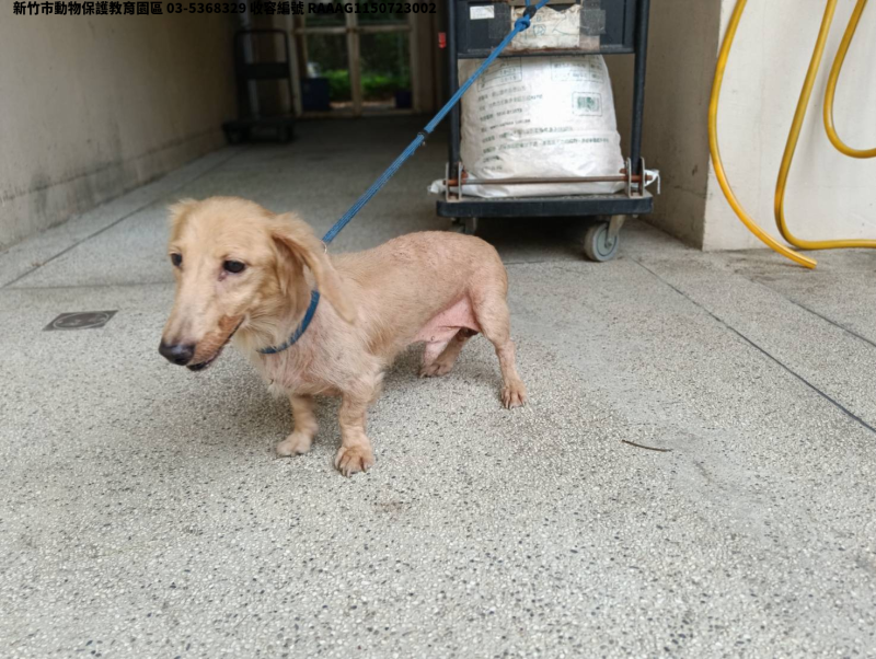 領養小型黃色公犬